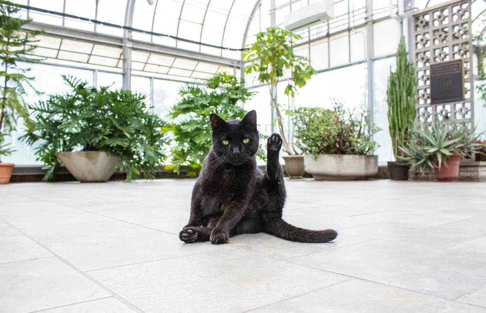 Cat and plants